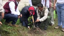 Un millón de árboles para salvar al Machu Picchu del cambio climático