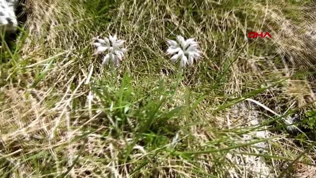 Denizli dünyada sadece denizli'de bulunan bir bitki türü keşfedildi