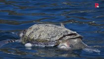 300 tortugas fallecen intoxicadas en México