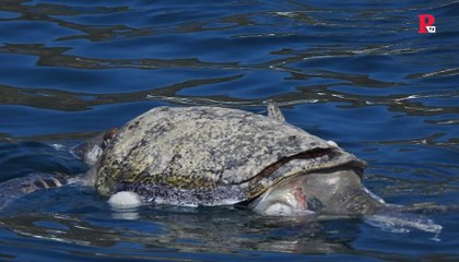 300 tortugas fallecen intoxicadas en México