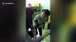 Hilarious moment Chinese toddler meets foreign teacher from US for the first time