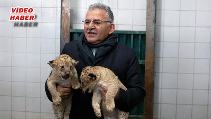 (10 Ocak 2020) BÜYÜKKILIÇ, ASLAN YAVRULARIYLA