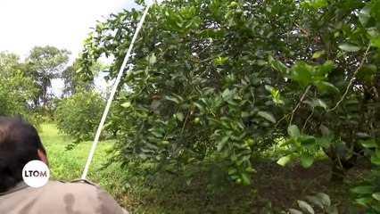 Guyane : Le Nouvel An Hmong