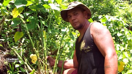 Wallis et Futuna : La culture du Kava