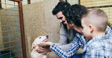 La SPA annonce 43 000 adoptions en 2019, un record historique