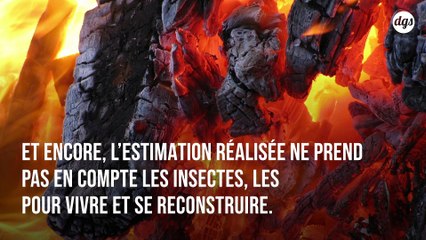 Plus d'un milliard d'animaux sont morts en Australie à cause des incendies