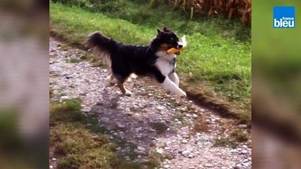 chiot, chien, éducation canine