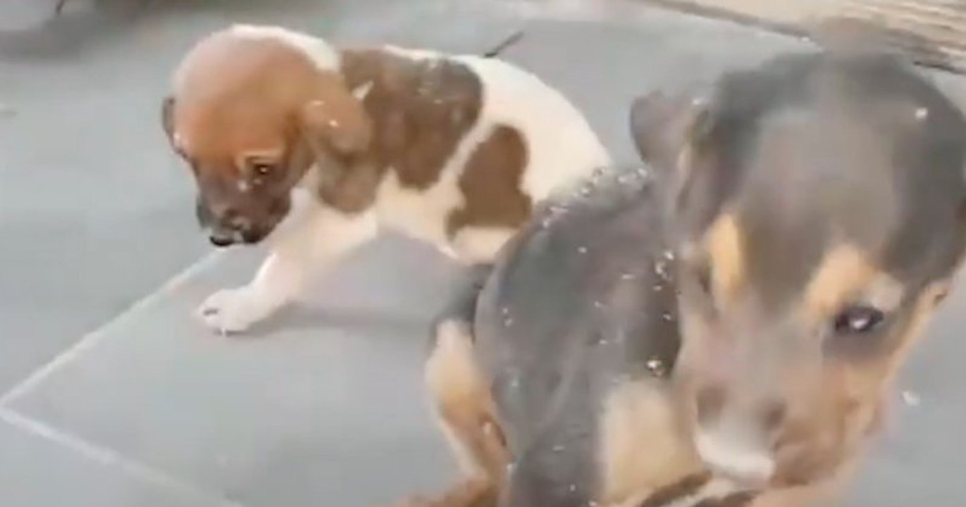 Takis Shelter sauve deux chiots abandonnés dans une décharge