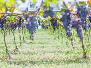 Where to Eat, Drink, and Stay in Japan's Stunning Yamanashi Wine Region