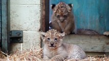 7 Lion Cubs Arrive At West Midlands Safari Park!