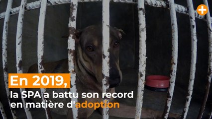 La SPA bat son record avec 43 000 adoptions en 2019