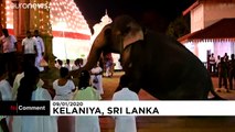 Sri Lanka: sfilata di elefanti alla celebrazione buddista