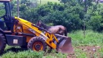 Cavalo cai em buraco e precisa ser resgatado com trator