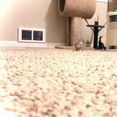 Seriously Cute Kitten Stalks Camera
