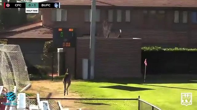 Avustralya'da oynanan bir yerel maçın devre arasında sahaya kanguru girdi