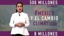 Incendio en Australia y el cambio climático | Sin Reservas, con Mariana Benítez