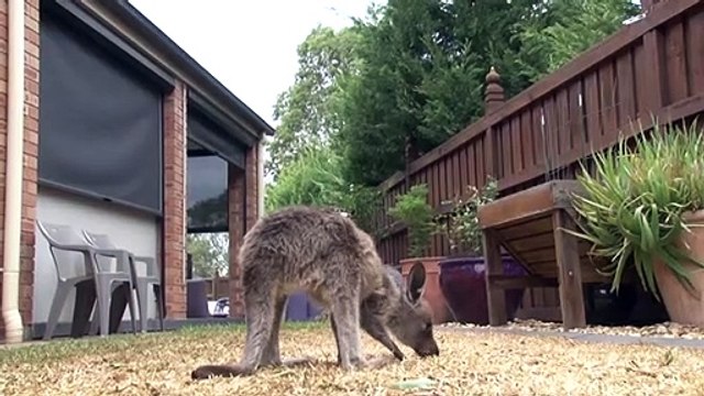 Filhotes de cangurus resgatados na Austrália