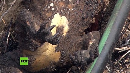 Cadáveres de canguros en en una zona ya devastada por los incendios forestales que azotan a Australia