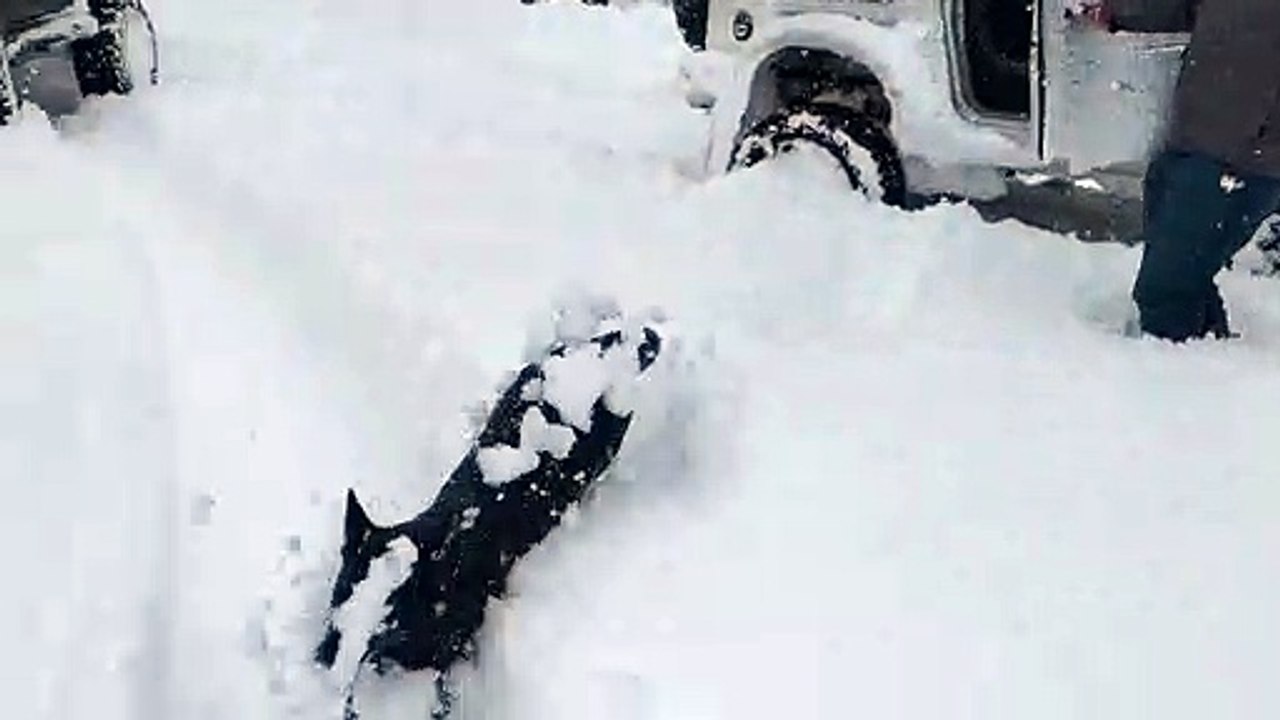 Dog Leaps into Unexpectedly Deep Snow