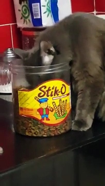 Ce chat saute... et termine dans la poubelle LOL