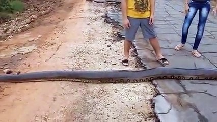Ils tombent sur un énorme anaconda qui traverse la route