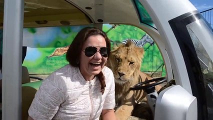Dans les zoos en Russies vous finissez avec un lion dans la voiture