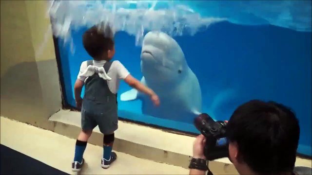 Un dauphin prend un malin plaisir à arroser un enfant