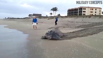 Il filme ce qui semble être la plus grande tortue du monde