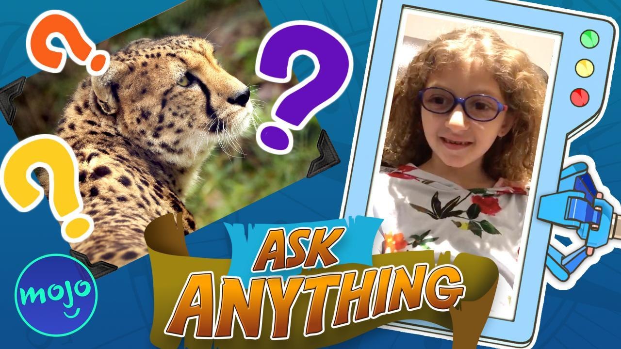 Which Animal Is The Fastest?