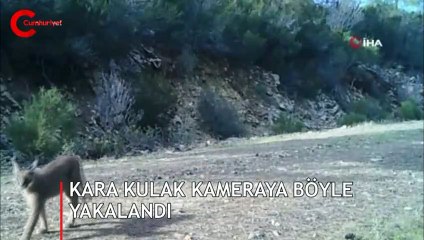 Karakulak Köyceğiz’de kameralara takıldı