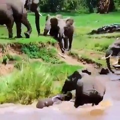 Elephant Motivational Video Real leadee qualities