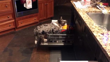 Cute Corgi Cleans the Dishes