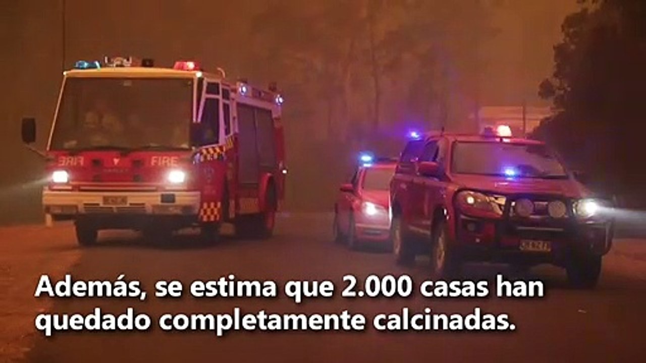 Los incendios en Australia se convirtieron en un “holocausto” para la fauna