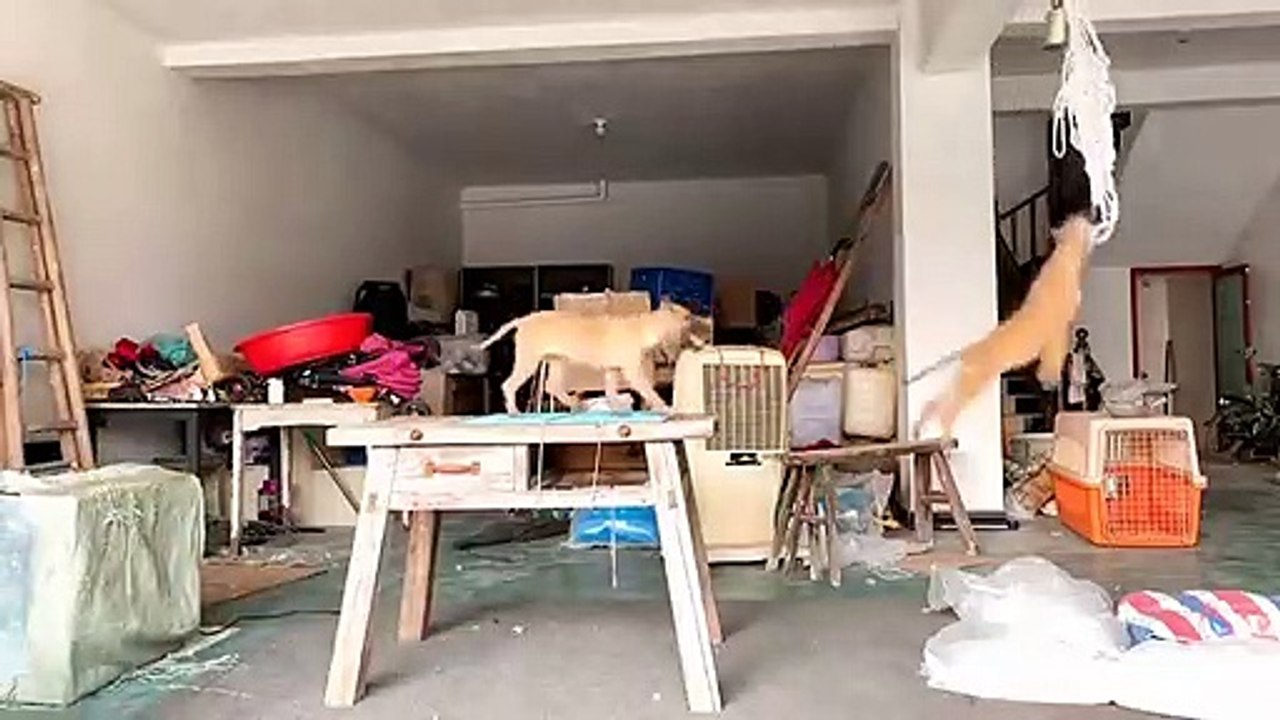 Cães bebés brincam super felizes e acabam pendurados nas cordas