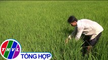 Hàng ngàn hecta lúa ở Cà Mau có nguy cơ mất trắng vì thiếu nước