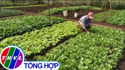 Bị nợ tiền mua rau, hàng chục hộ dân Đồng Nai đứng ngồi không yên