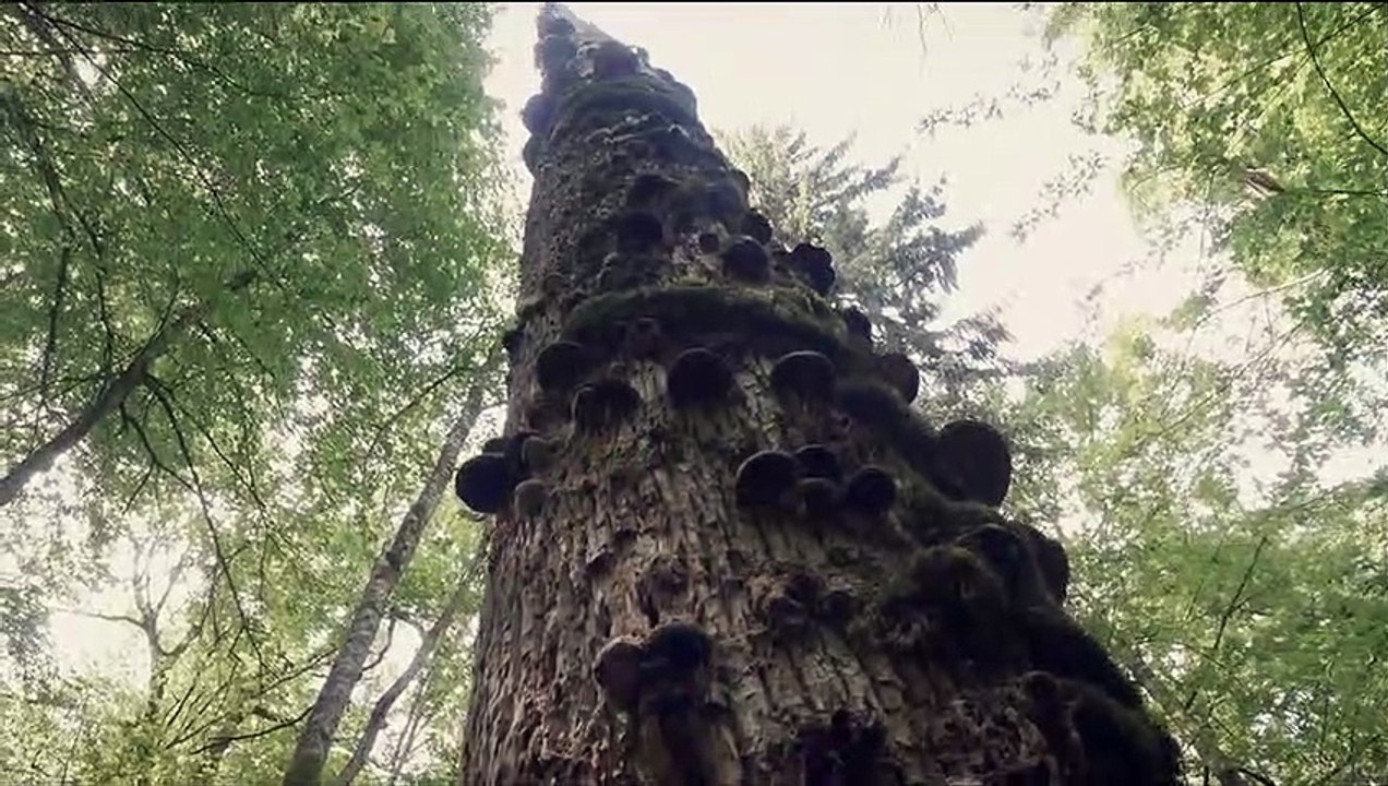 DAS GEHEIME LEBEN DER BÄUME Film