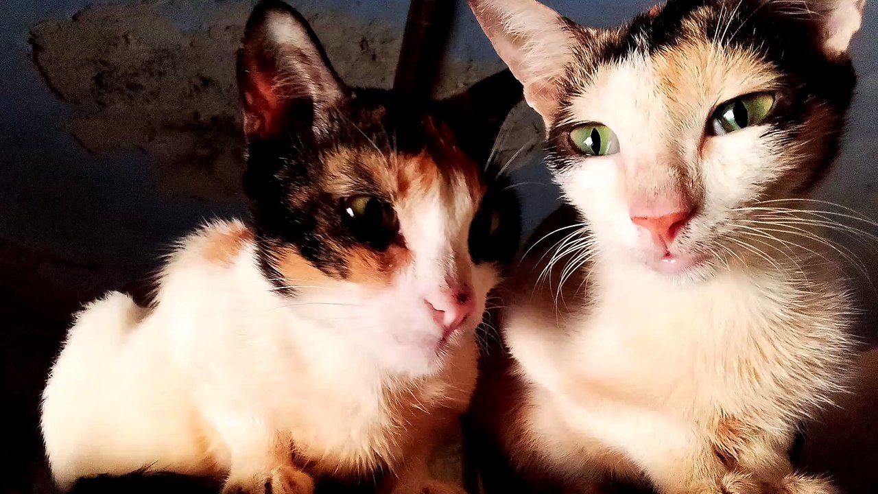Cats Looking And Watching From Top and Sitting On Wood Board. Cats Caring For Each Other