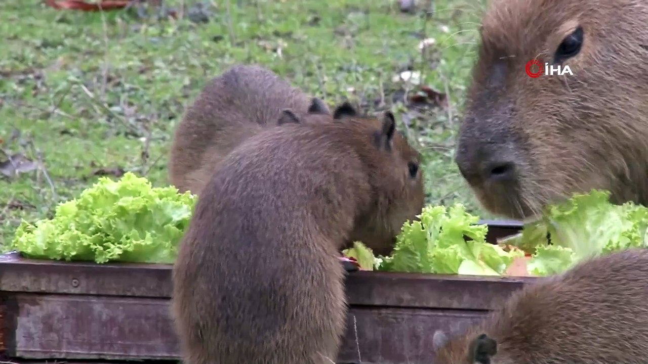 Dünyaya gözlerini açan 3 kapibara hayvanat bahçesinin maskotu oldu