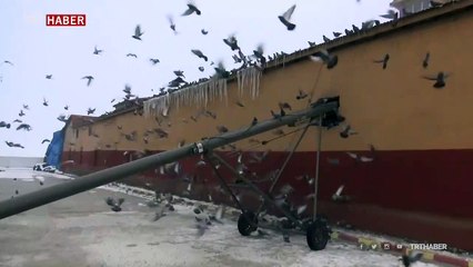 Aç kalan kuşlar yem fabrikasına akın etti