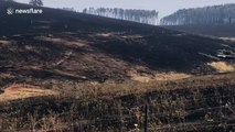 Surviving emu walks scorched earth of New South Wales, Australia