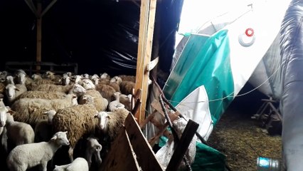 Aşırı kar yağışı sonucu ahır çöktü, şans eseri hayvanlar zarar görmedi