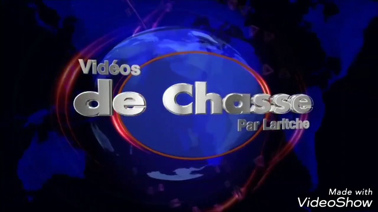 Chasse et tirs de palombes