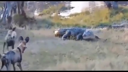 Most amazing moments of wild animals fights|Wild animal documentary 2020