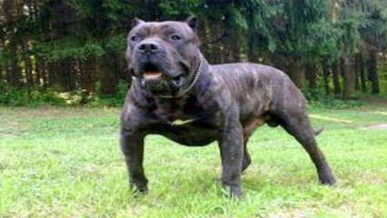 Top 10 Most Dangerous Dogs In The World