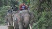 'Policías' de elefantes para proteger los asentamientos humanos de los elefantes salvajes en Indones