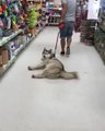Dog Doesn't Move an Inch While Being Dragged by Owner on Floor
