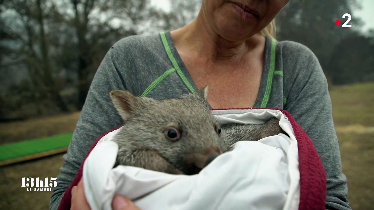 Australie. Une petite femelle wombat désormais orpheline a échappé aux flammes en restant dans son terrier