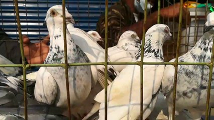 This week pigeons hat video  10-1-2020