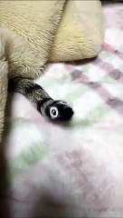 Coller des yeux sur la queue de votre chat : grosse rigolade
